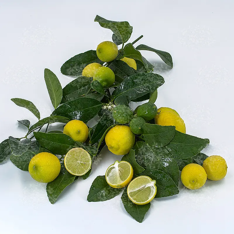 Лайм Мексиканский / Lime Messicana — цитрусовое растение, детальное фото
