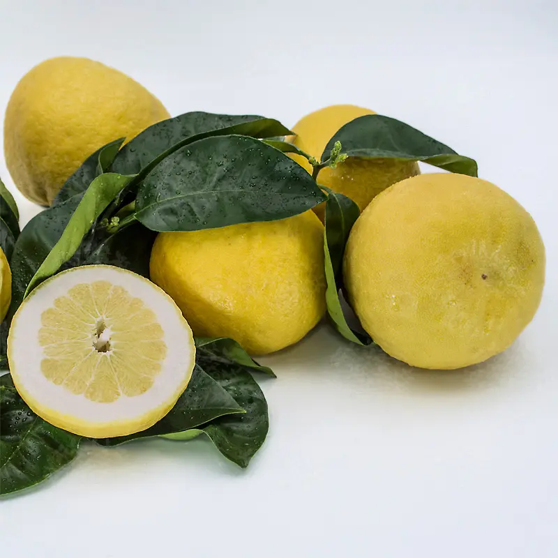 Помело Россо ди Сарзана / Pomelo Rosso di Sarzana — цитрусовое растение, детальное фото
