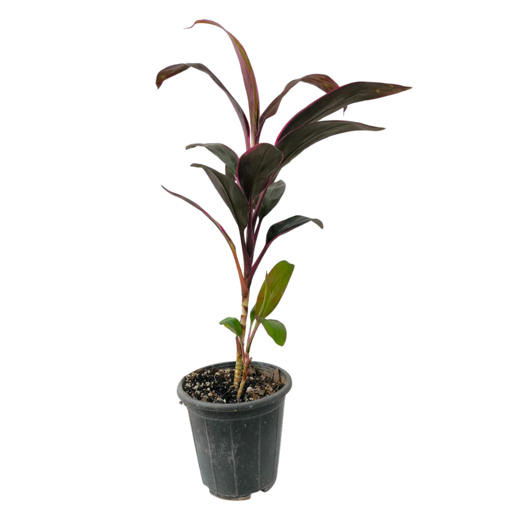Кордилина fruticosa Mambo купить