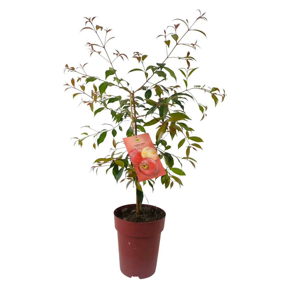 Гуава Земляничная / Psidium cattleyanum