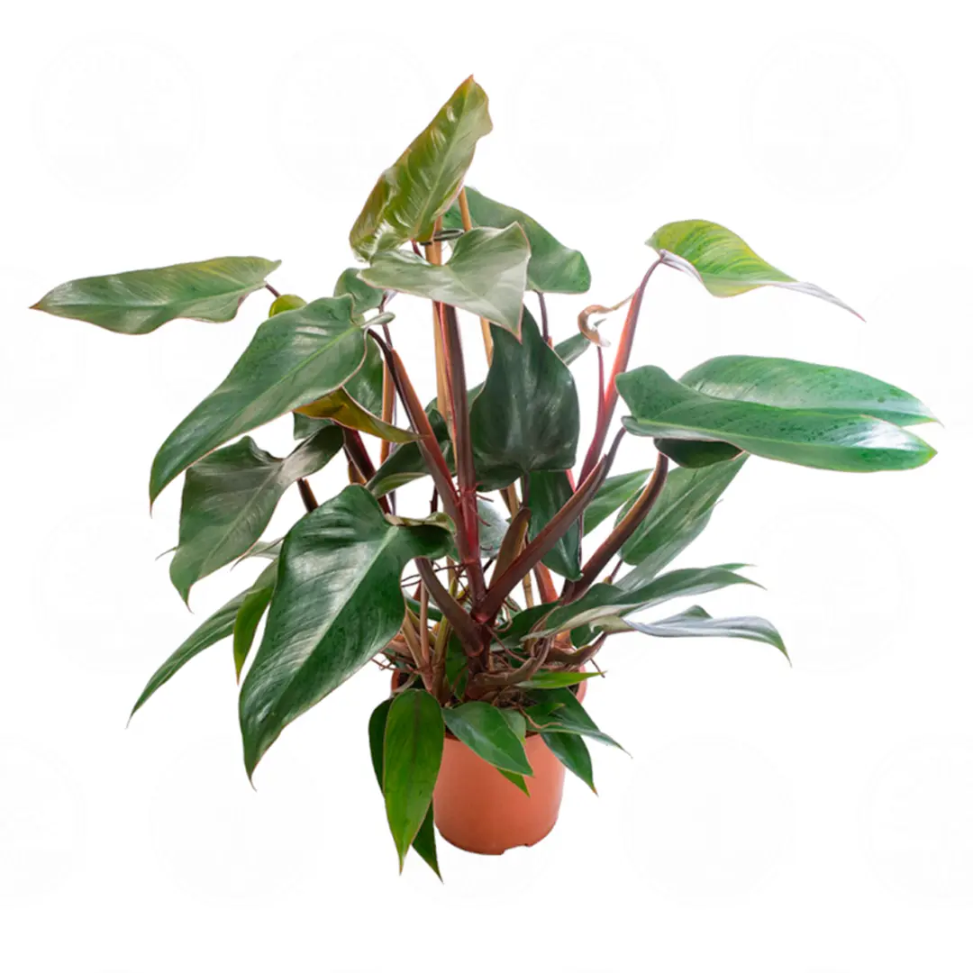 Филодендрон краснеющий / Philodendron erubescens купить