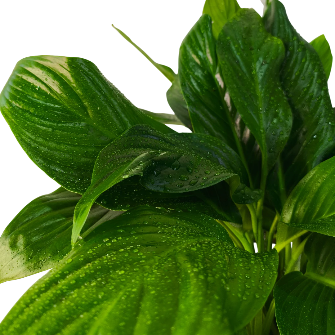 Спатифиллум / Spathiphyllum купить