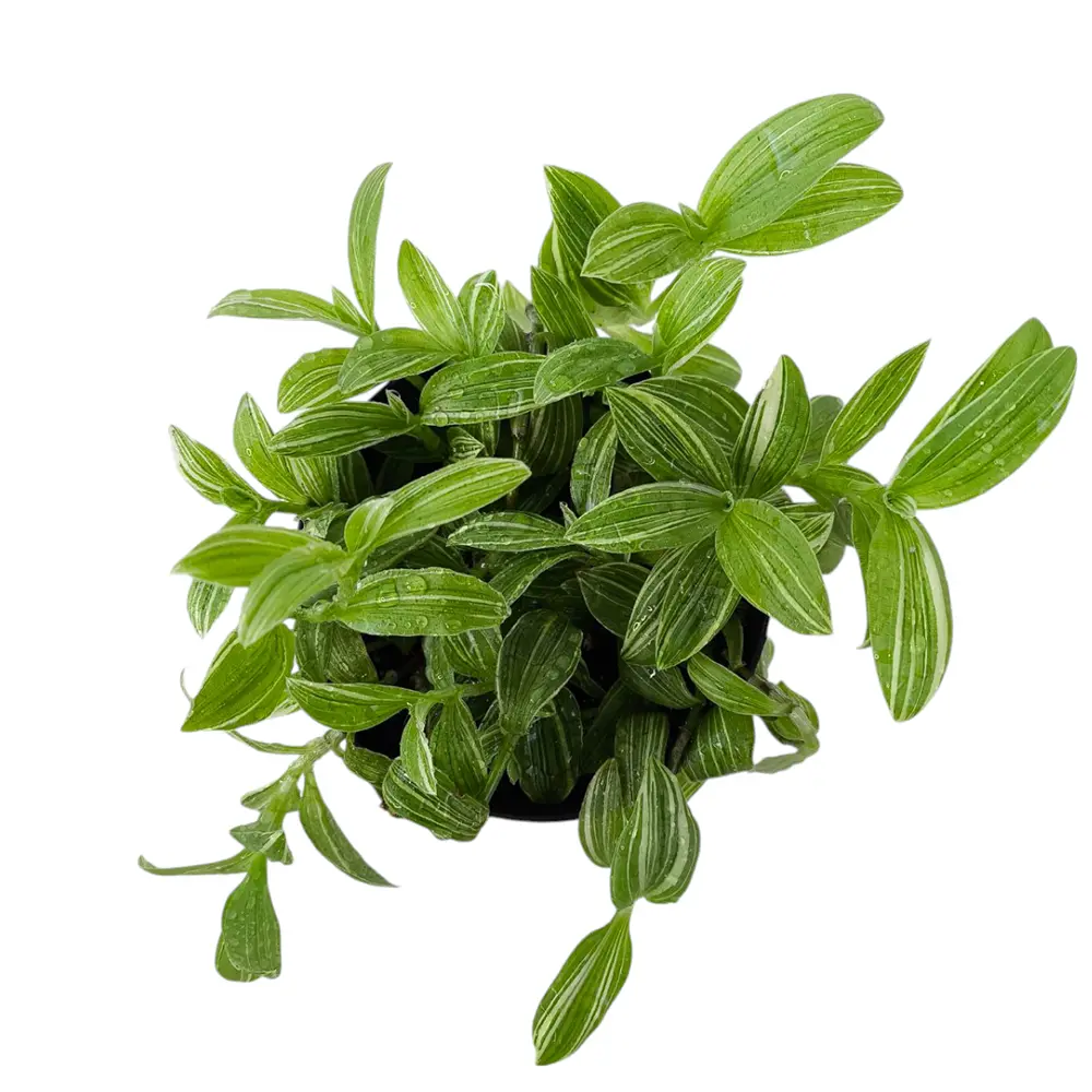 Традесканция "Ivory Hill" купить