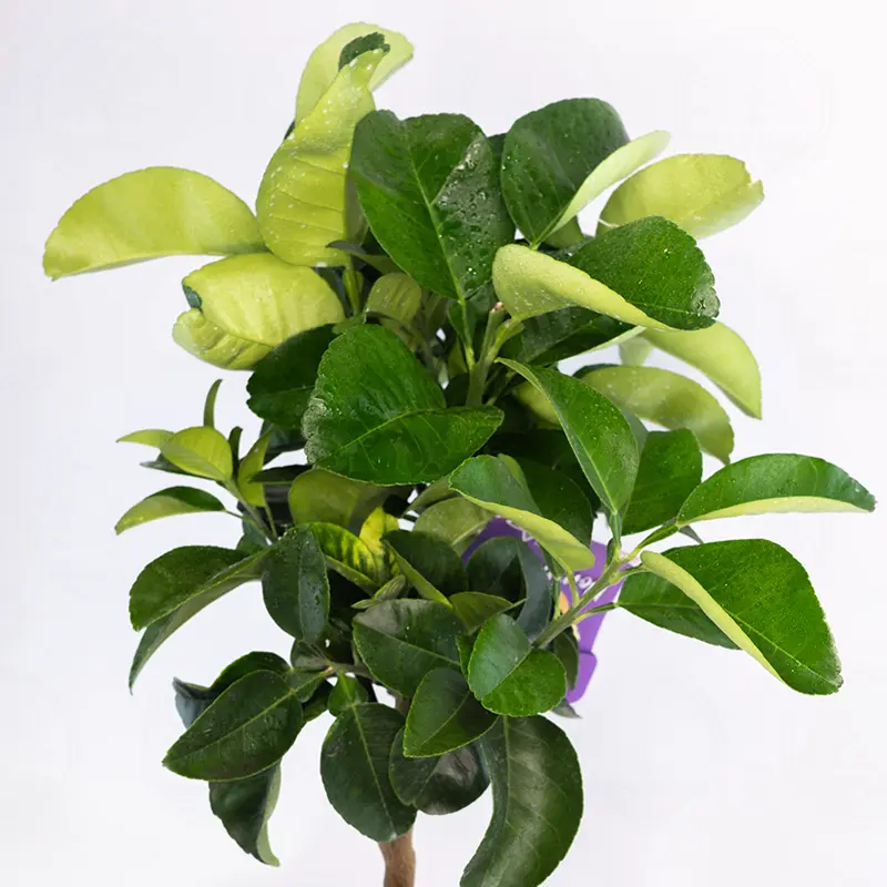 Грейпфрут Марш бескосточковый, нуцелярный / Grapefruit March — цитрусовое растение, детальное фото
