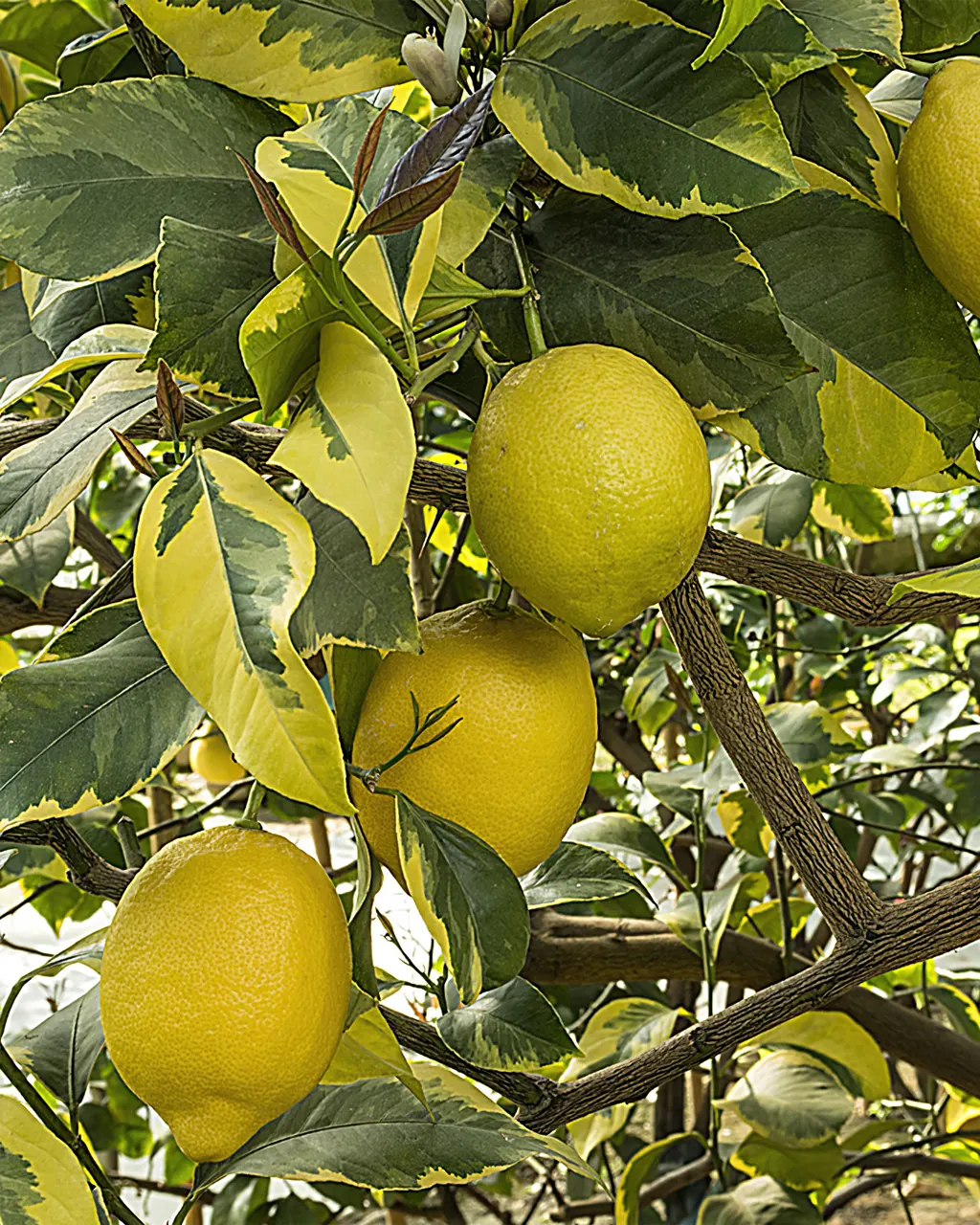 Лимон Джало вариегатный / Lemon Giallo — цитрусовое растение, детальное фото
