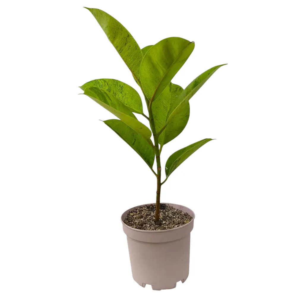 Фикус эластика "Шривериана" / Ficus elastica "Schrijveriana" купить