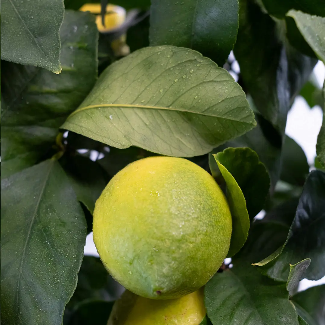 Лимон Каппуччио / Lemon Cappuccio — цитрусовое растение, детальное фото
