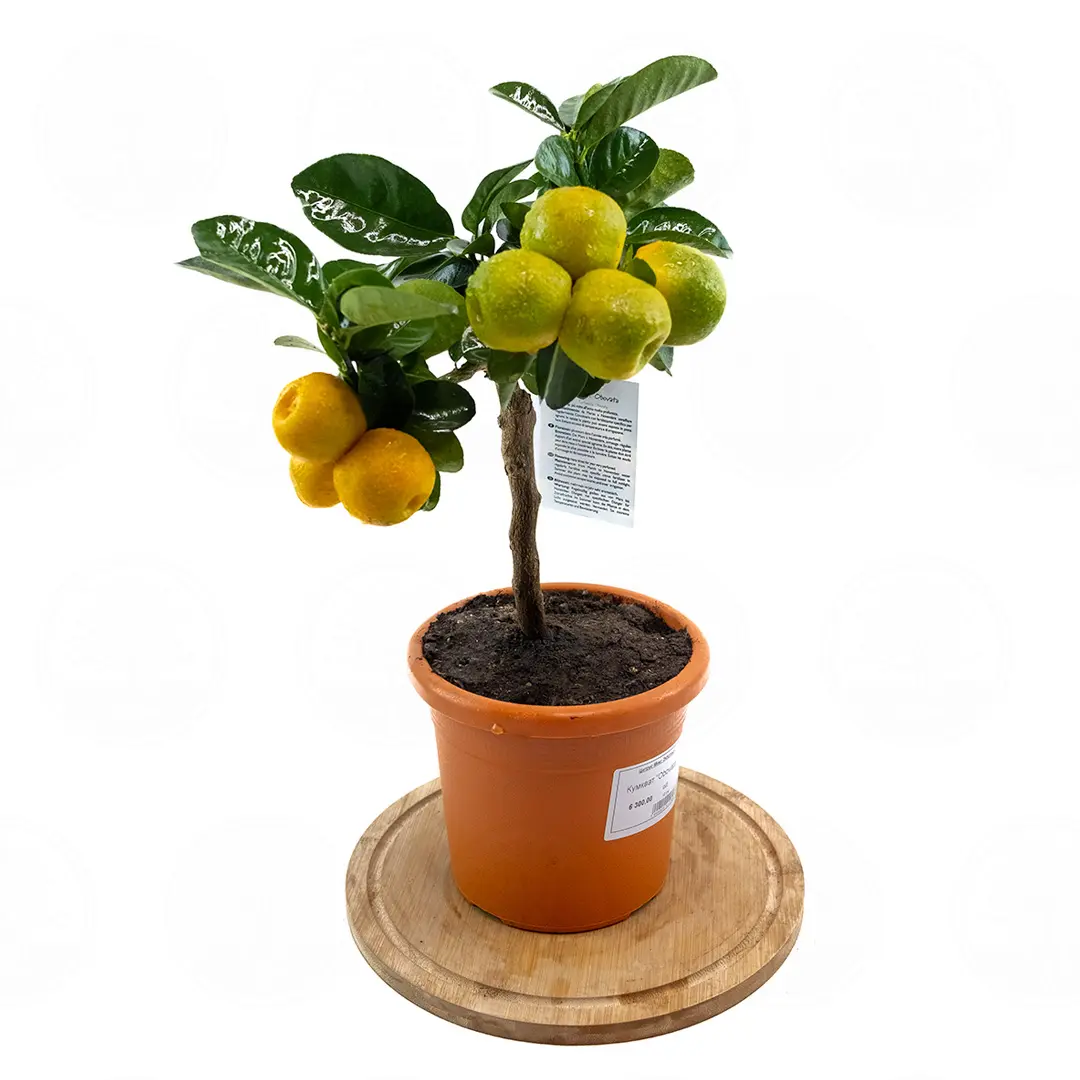 Кумкват Обовата / Kumquat Obovata — цитрусовое растение, детальное фото

