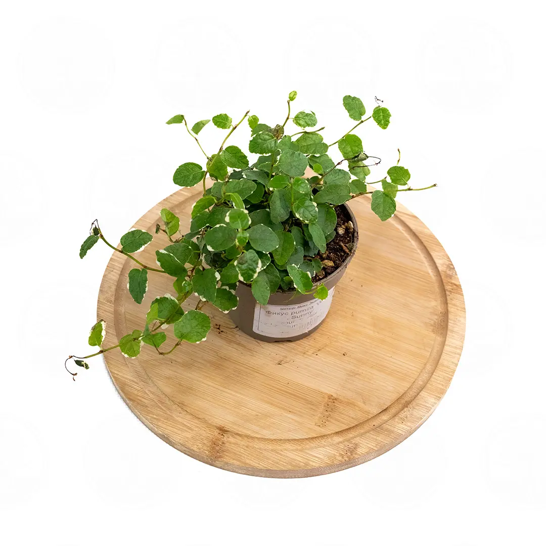 Фикус Пумила Вайт Санни /Ficus pumila White Sunny купить