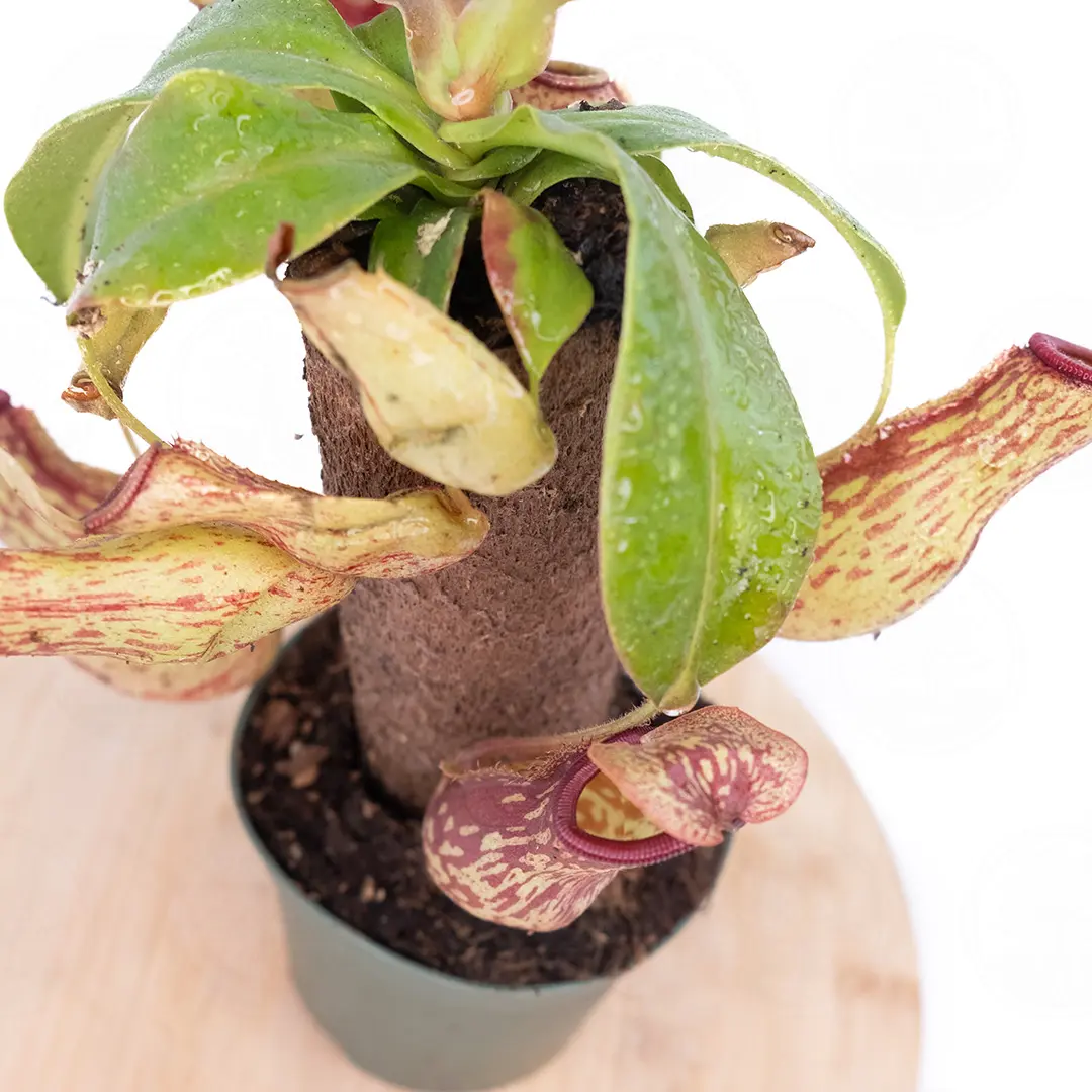 Непентес / Nepenthes купить