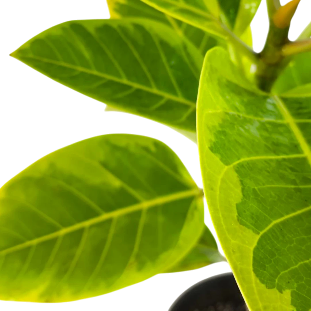 Фикус Альтиссима / Ficus Altissima купить