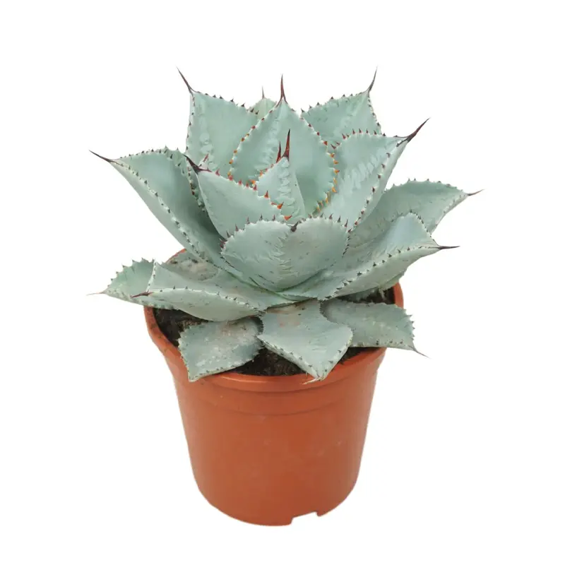 Агава "Пальцы Дракона" подвес./ Agave Pygmaea "Dragon Toes" купить