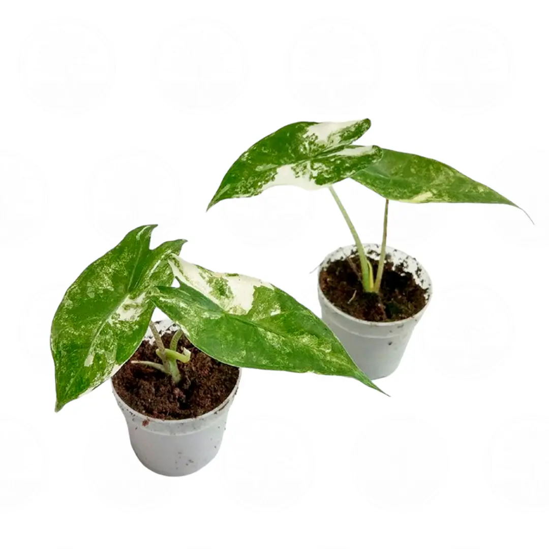 Алоказия longiloba 'Albovariegata' купить