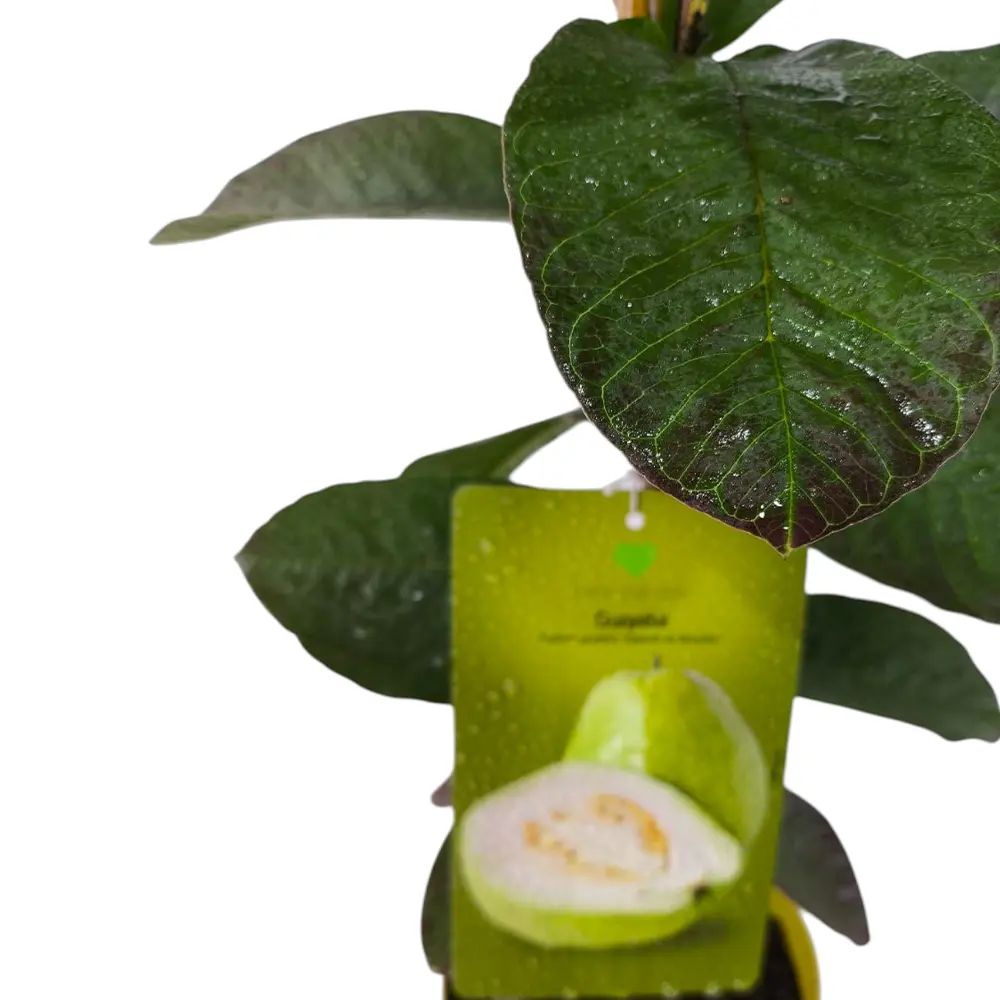 Гуава Гигант де Бангок / Psidium Gigante de Bangkok