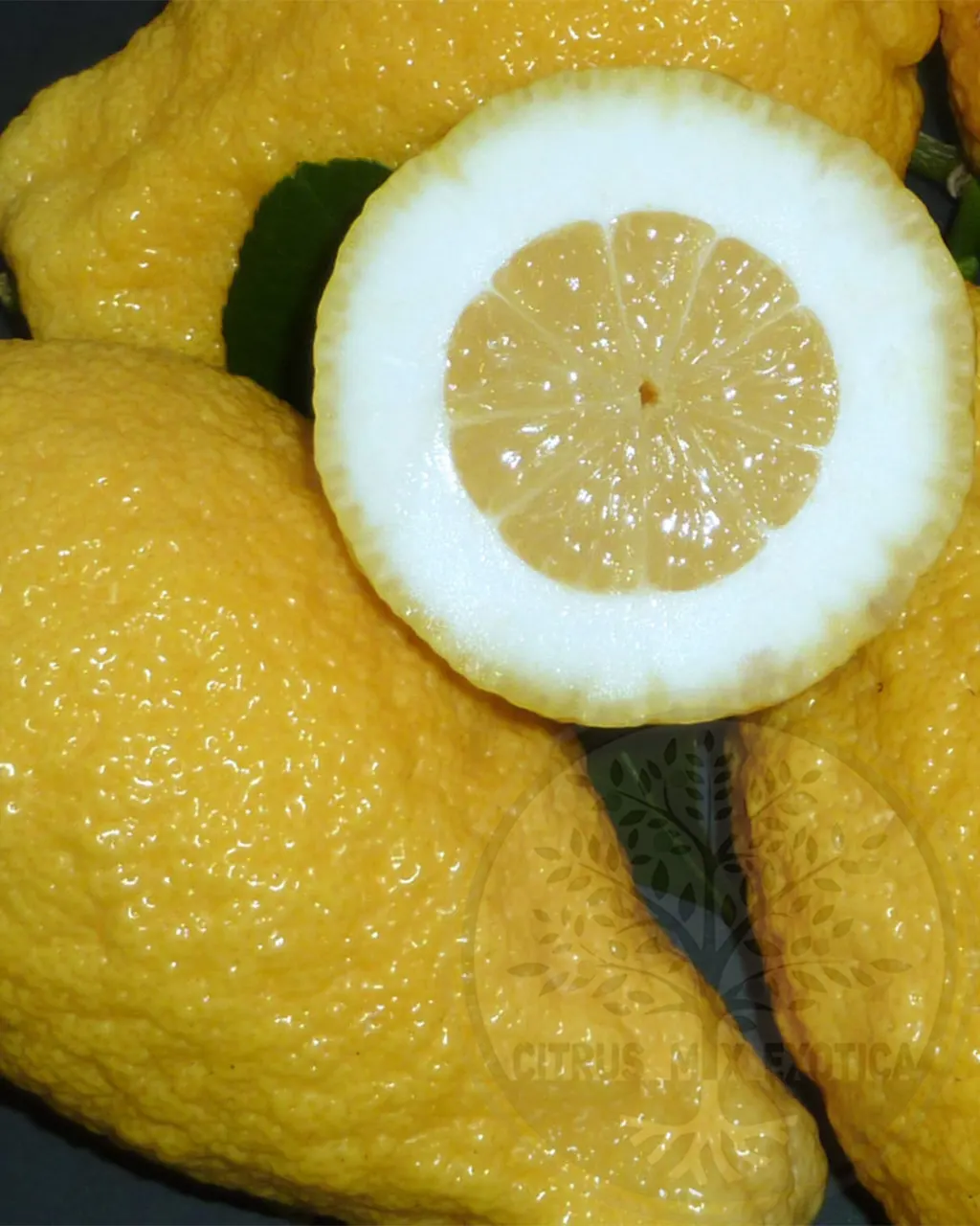 Лимон Сфатафора / Lemon Spatafora — цитрусовое растение, детальное фото
