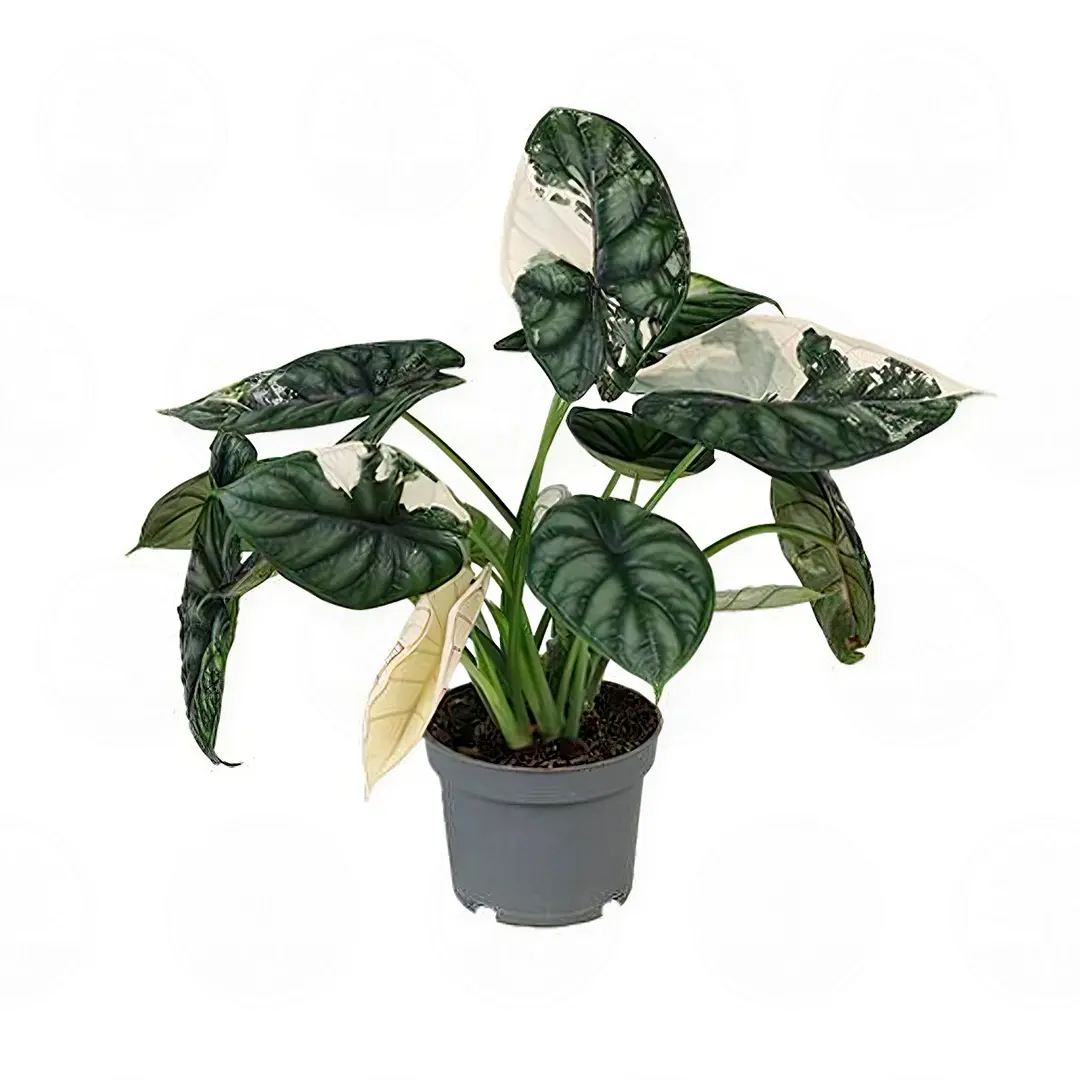 Алоказия 'Dragon Scale Variegata' купить