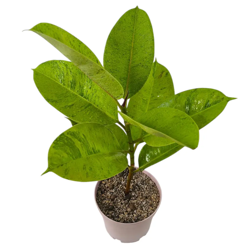 Фикус эластика "Шривериана" / Ficus elastica "Schrijveriana" купить