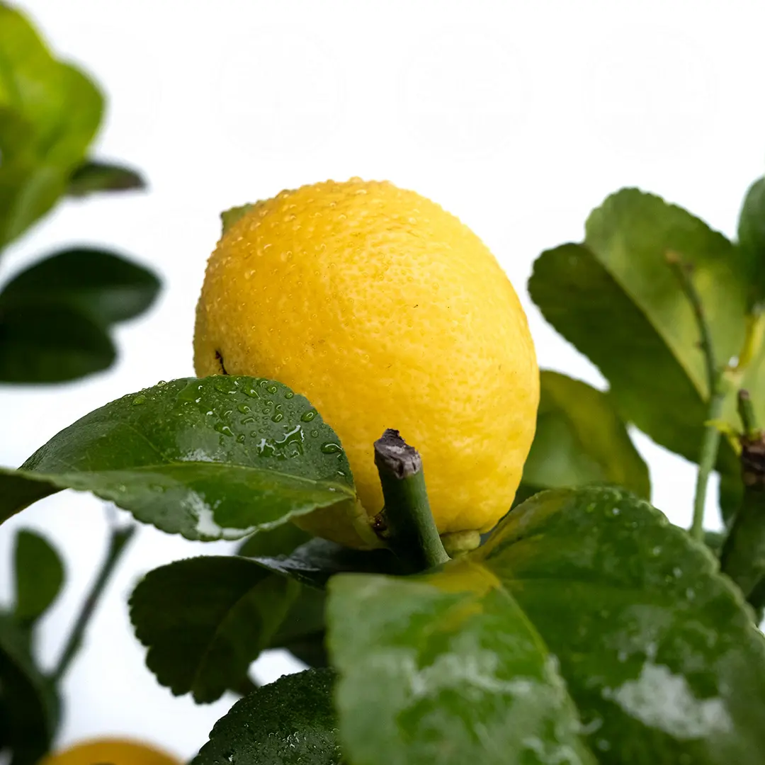 Лимон Фемминелло Инкаппуччиато / Lemon Femminello Incappucciato — цитрусовое растение, детальное фото
