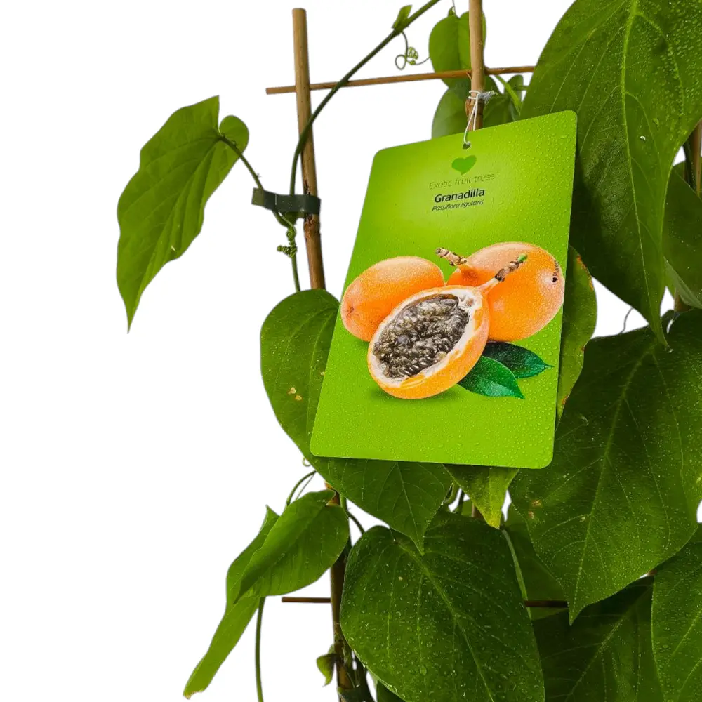 Маракуйя Гранадилья / Passion fruit Granadillas