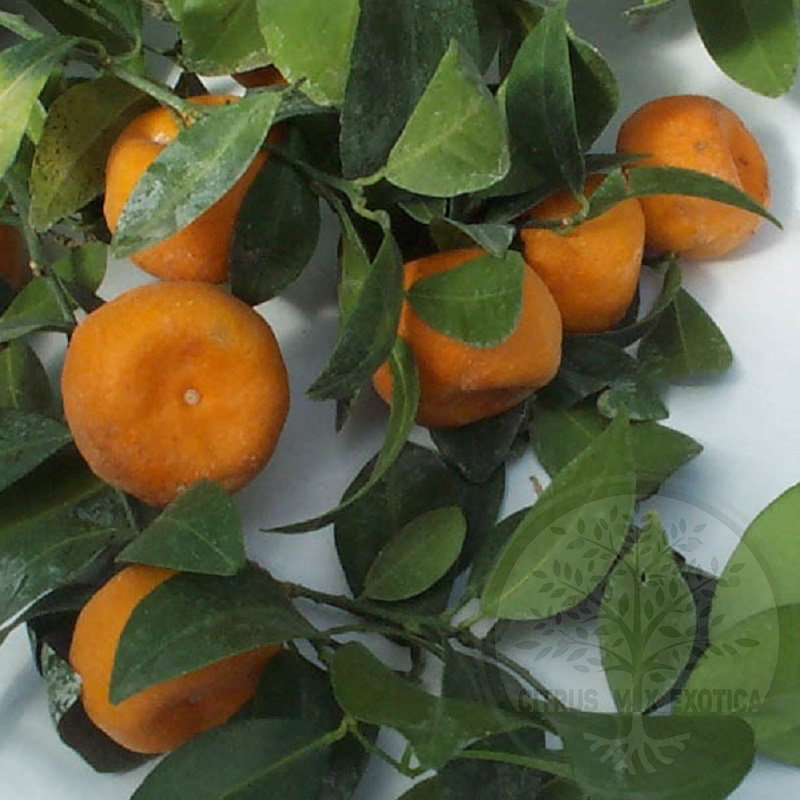Мандарин Пектината / Mandarin Pectinata — цитрусовое растение, детальное фото
