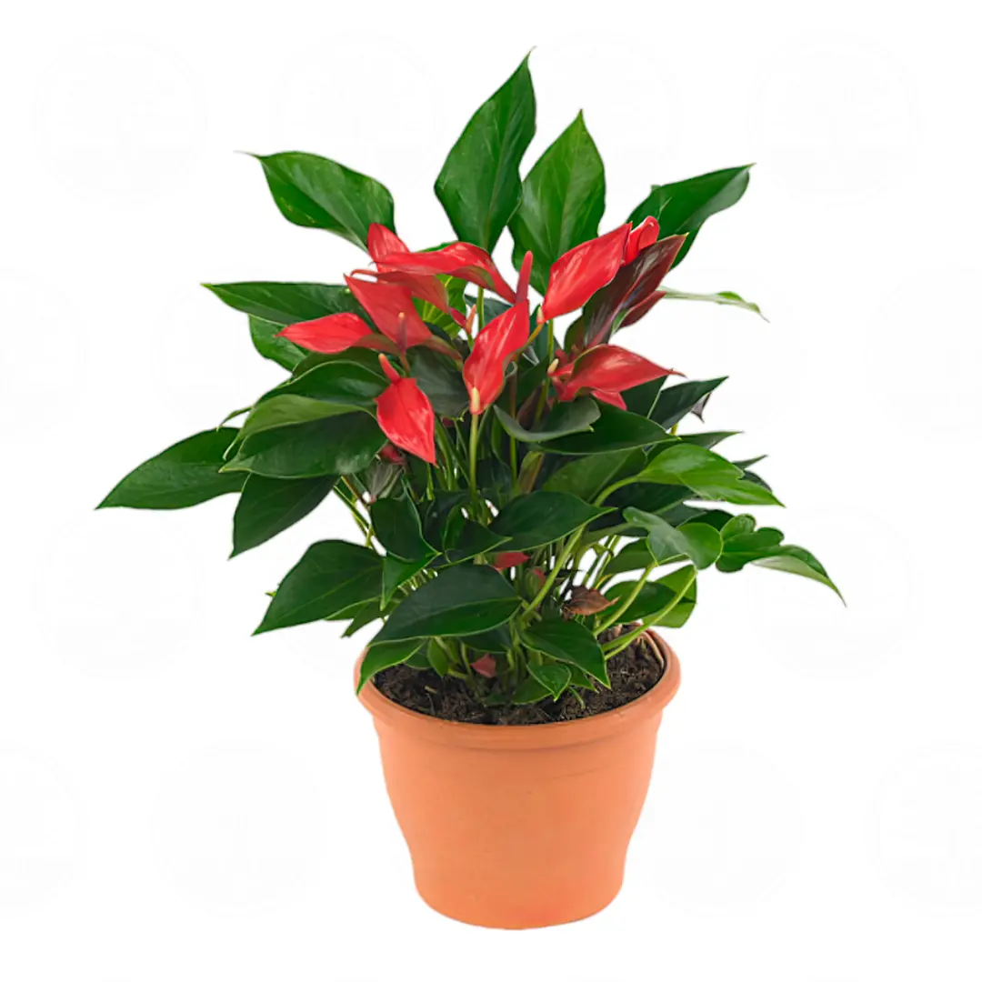 Антуриум Фламинго Петит  Anthurium Flamingo Petit купить
