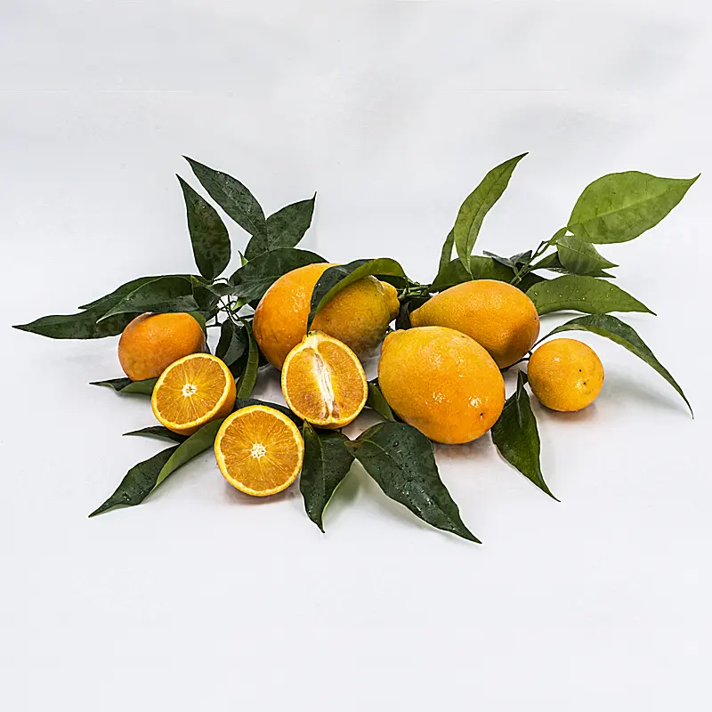 Апельсин Тарокко Мессина нуцелярный / Orange Tarocco Messina nucellare — цитрусовое растение, детальное фото
