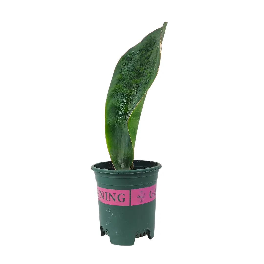 Сансевиерия Масониана Виктория/ Sansevieria Masoniana Victoria купить