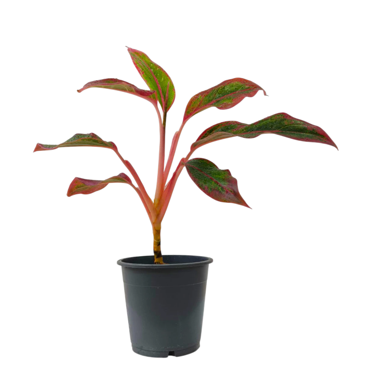 Аглаонема "Crete Flame" купить