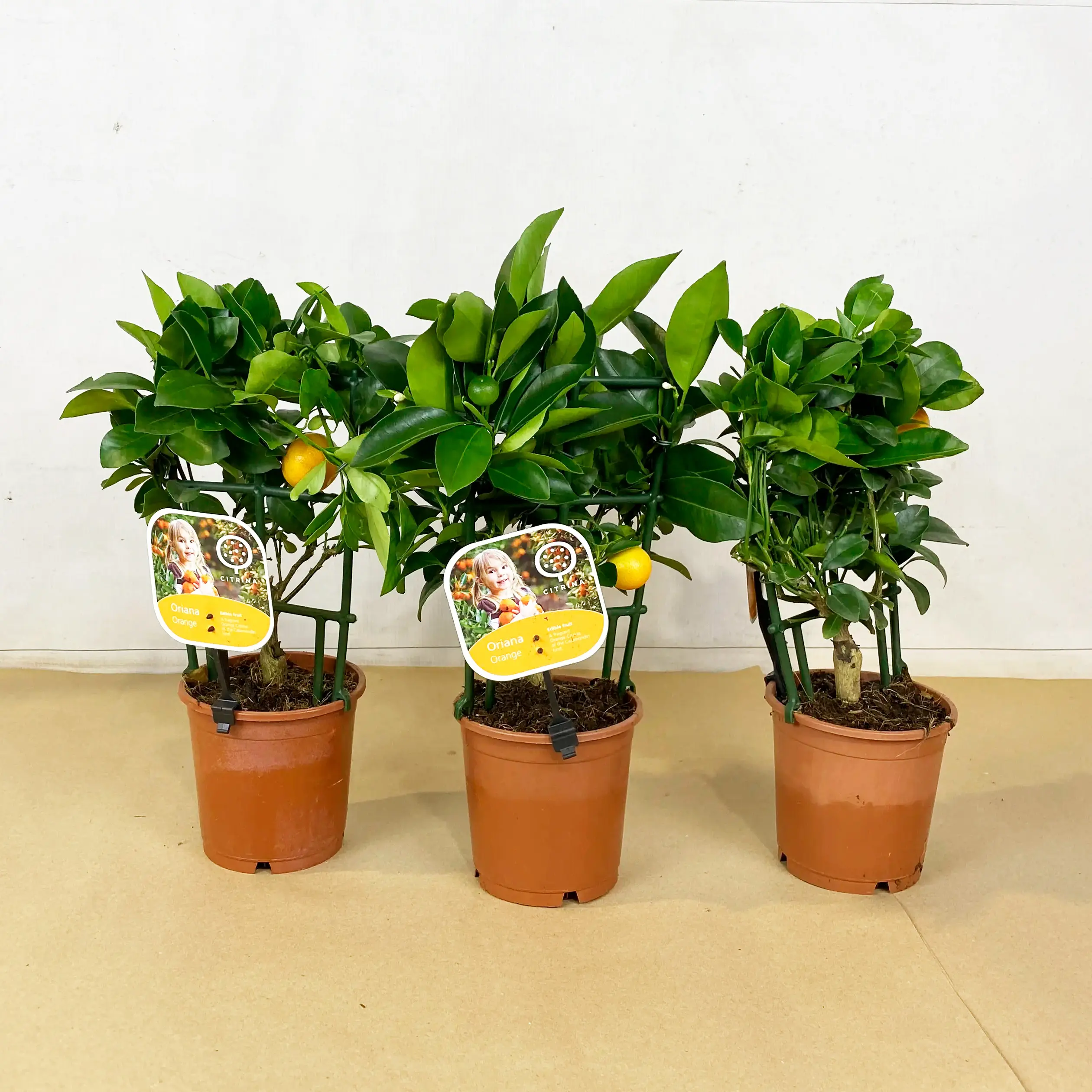 Каламондин на шпалере / Calamondin — цитрусовое растение, детальное фото
