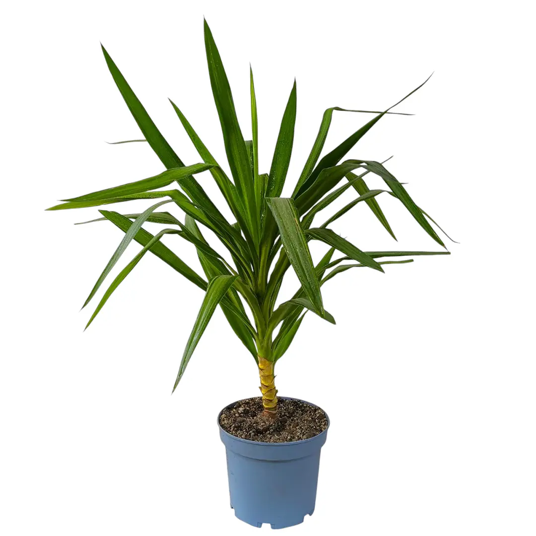 Юкка гигантская (без ствола) / Yucca gigantea купить