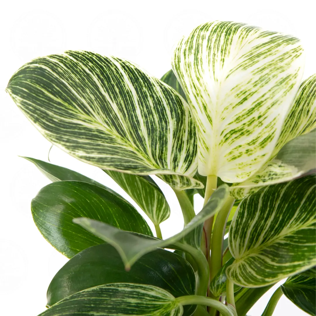 Филодендрон Вайт Вейв / Philodendron White Wave купить