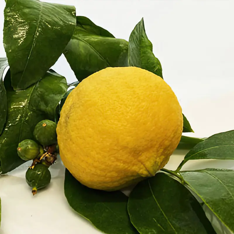 Бергамот Кастагнаро / Bergamot Castagnaro — цитрусовое растение, детальное фото
