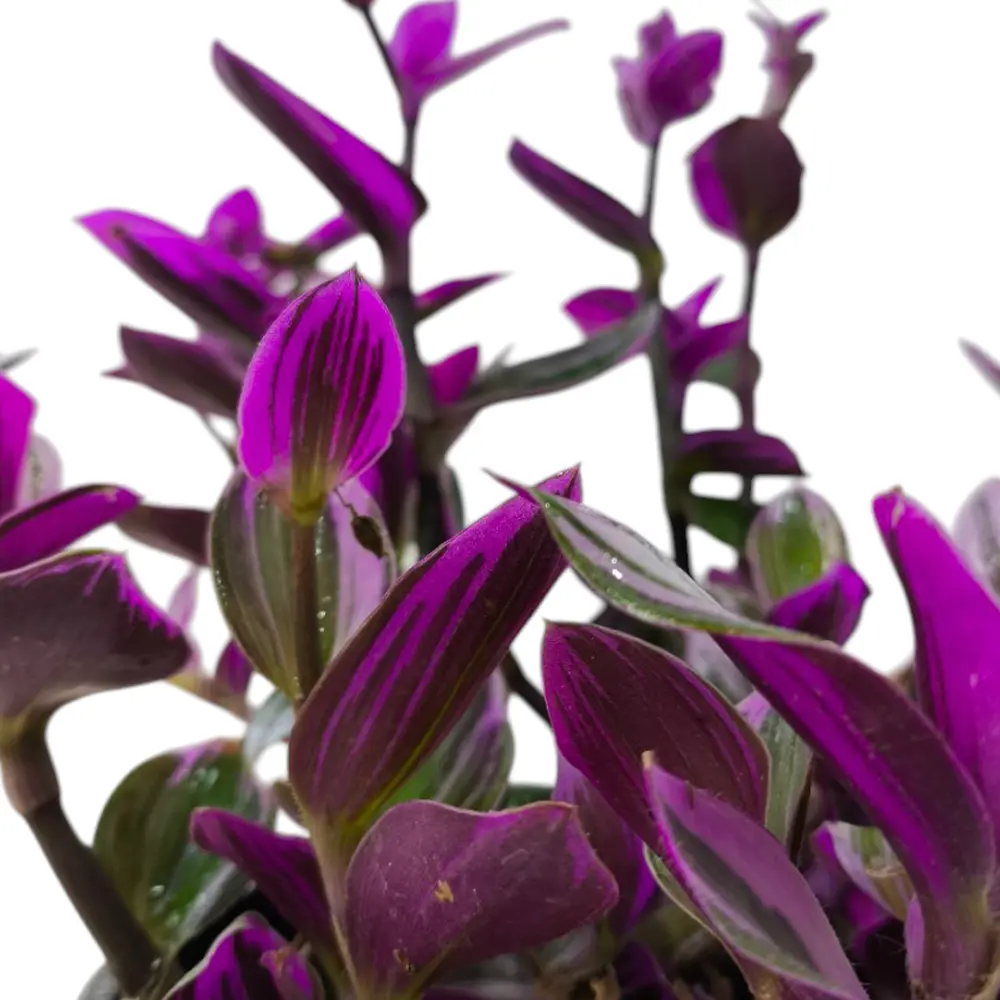 Традесканция Нанук/ Tradescantia Nanouk купить