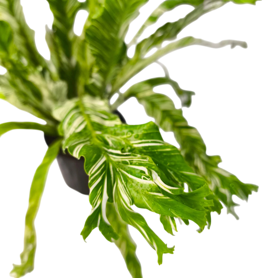 Асплениум Вайт Мунлайт вариегатный / Asplenium nidus Variegata  White Moonlight купить