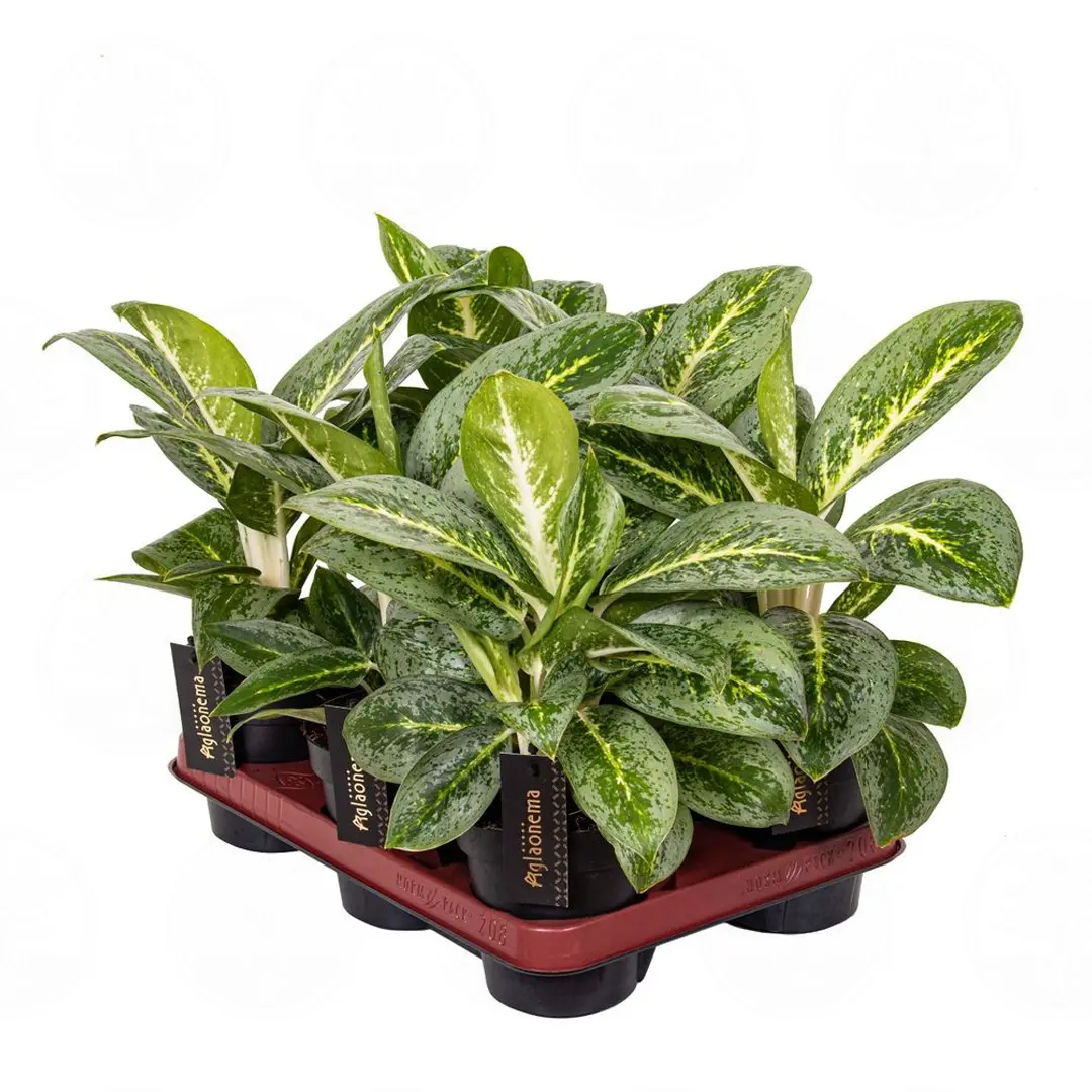 Аглаонема "Lemon Mint" купить