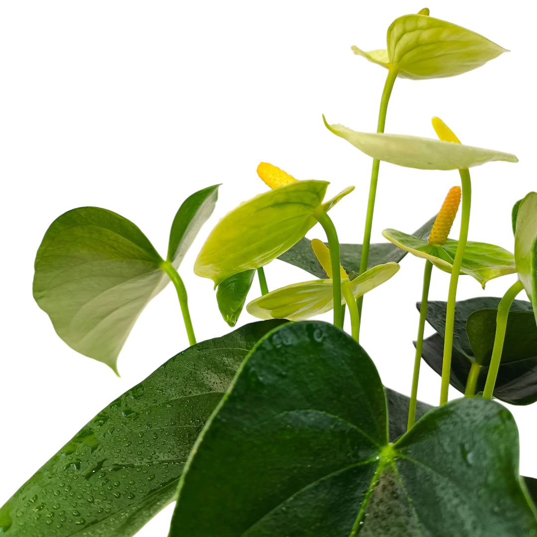 Антуриум Андрианум Ванилла / Anthurium andraeanum Vanilla купить