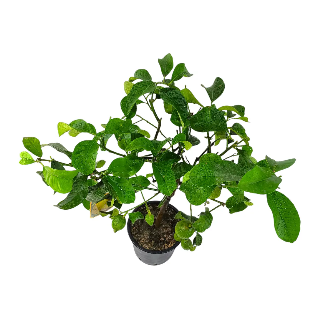 Цитрон Риччо / Citrus medica delle isole Eolie/ Riccio — цитрусовое растение, детальное фото
