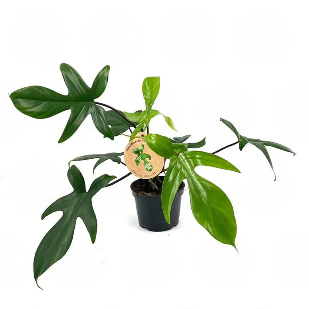 Филодендрон FLORIDA GREEN купить