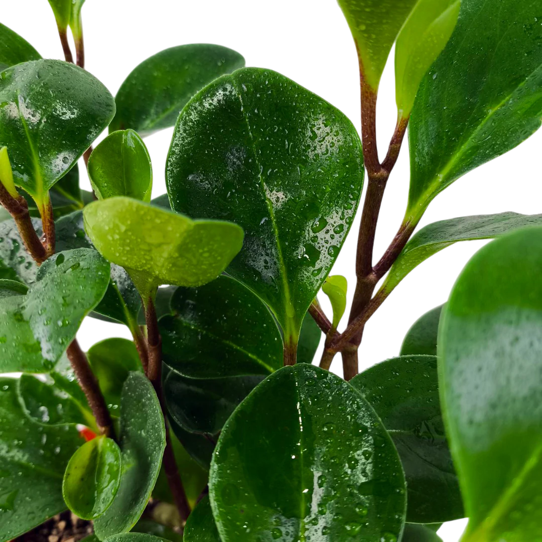 Пеперомия обтусифолия / Peperomia Obtusifolia купить