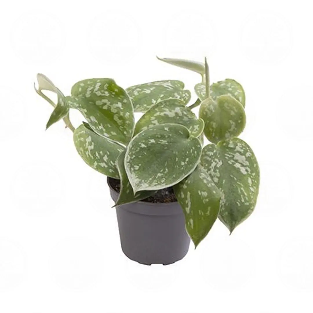 Филодендрон scandens 'Pictus' купить