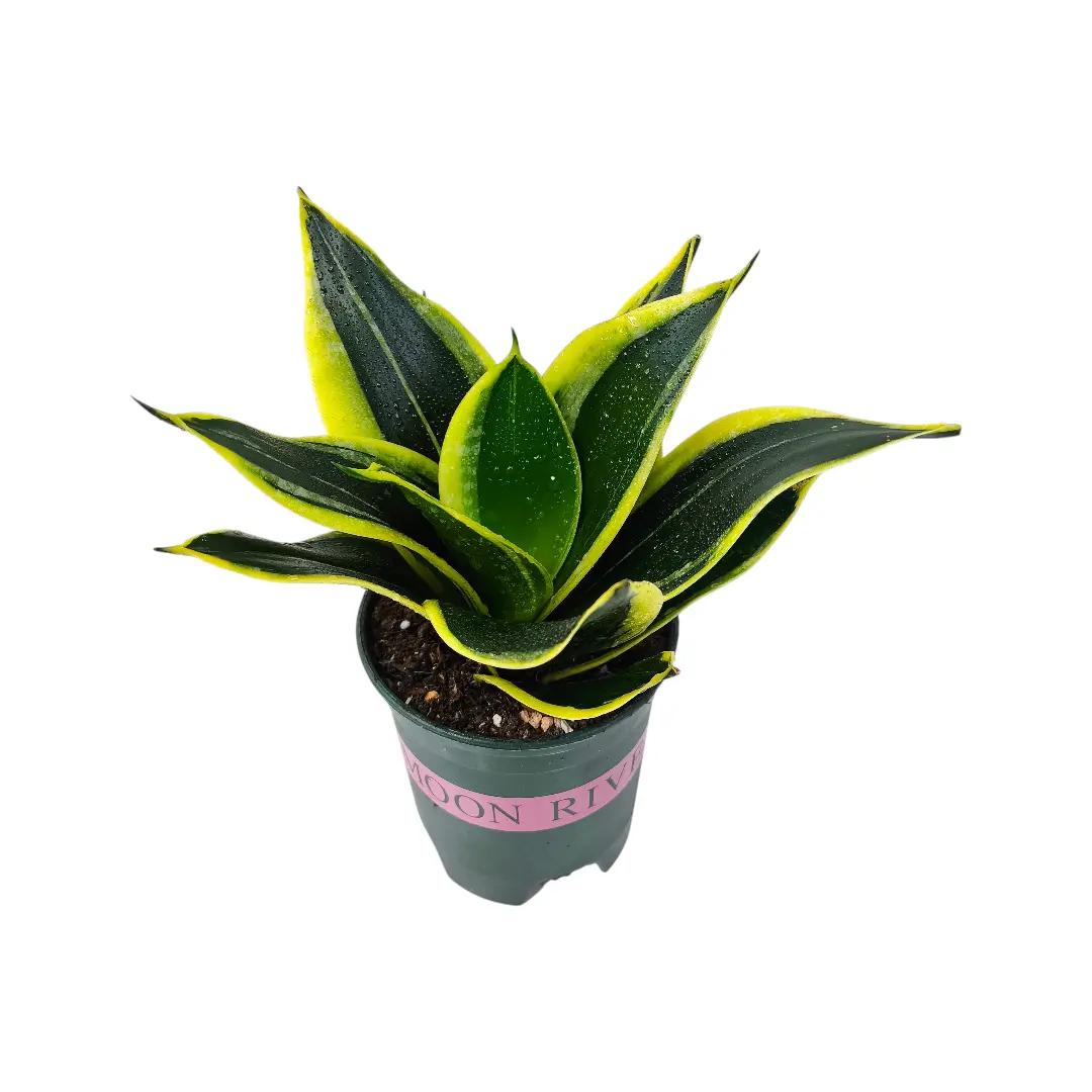 Сансевиерия Лотус Ханни / Sansevieria Lotus Hahni купить