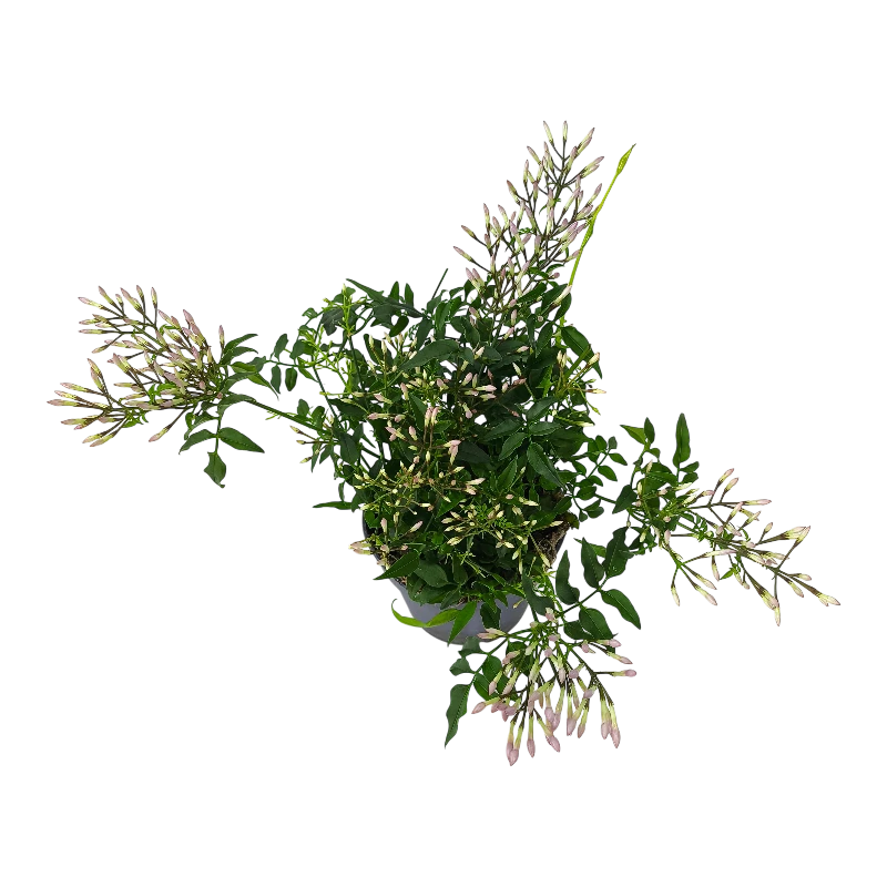 Жасмин многоцветковый /Jasminum Polyantum Wit купить