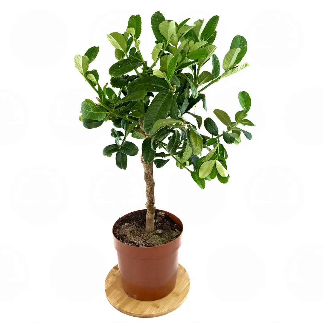 Цитрон Гигант / Citrus medica Giant — цитрусовое растение, детальное фото

