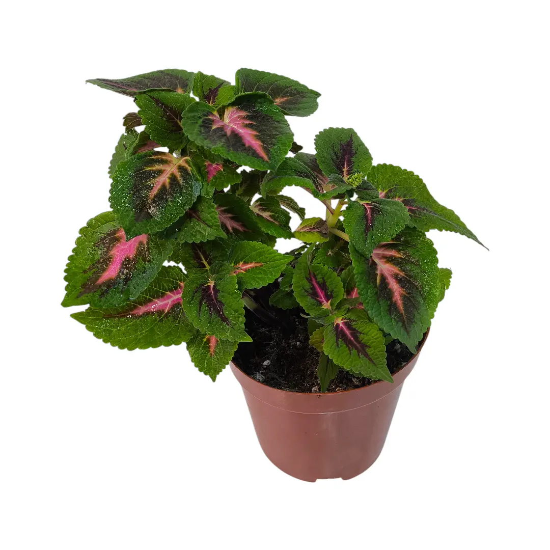 Колеус минимал/ Coleus Minimaal 3 Soorten купить