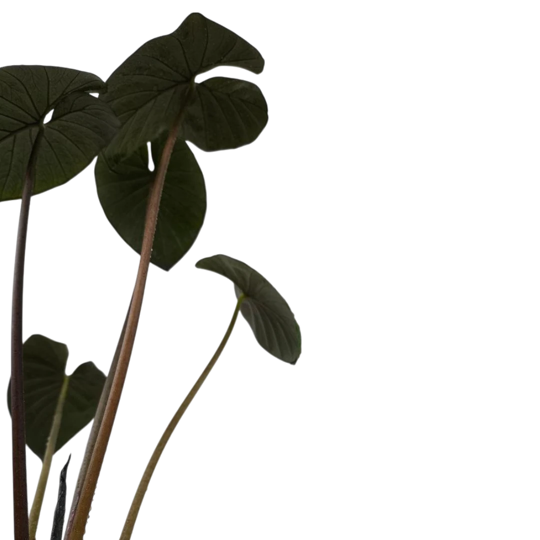 Алоказия "Chocolate Green" купить