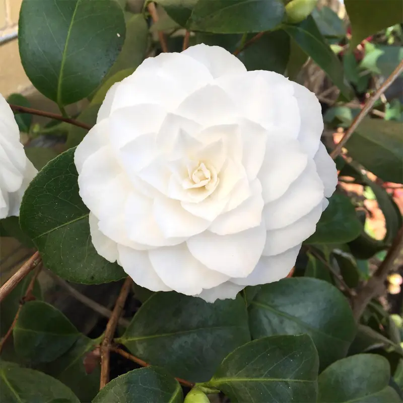 Камелия альба Плена / Camellia Japonica Alba Plena купить