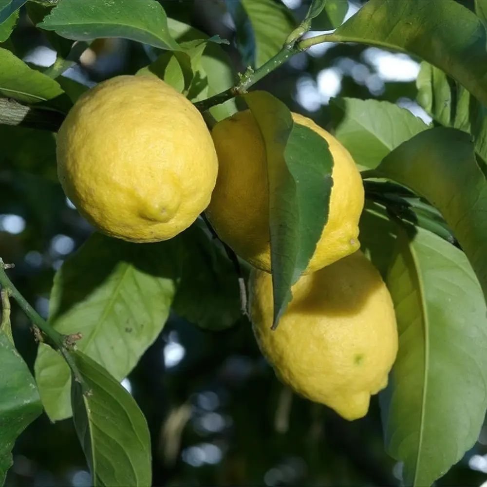 Лимон Сфусато ди соренто / Lemon Sfusato di sorrento — цитрусовое растение, детальное фото
