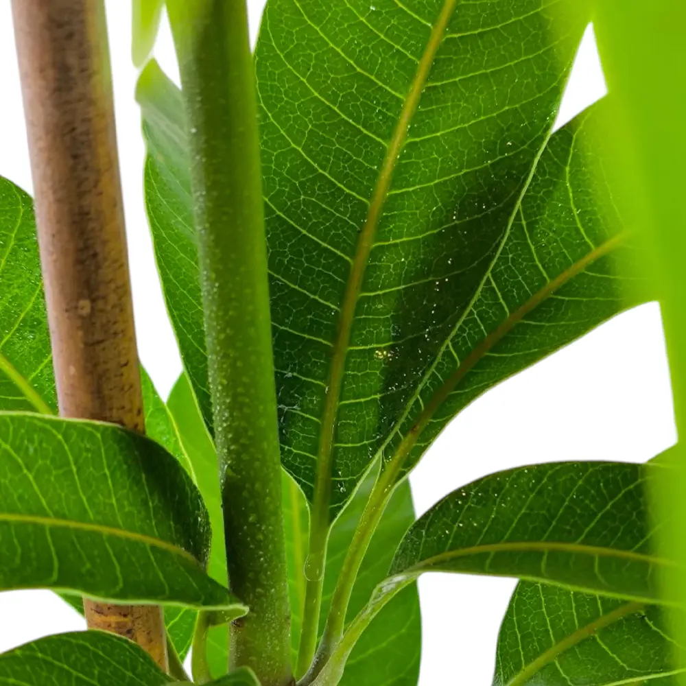 Манго Ирвин / Mangifera indica Irwin
