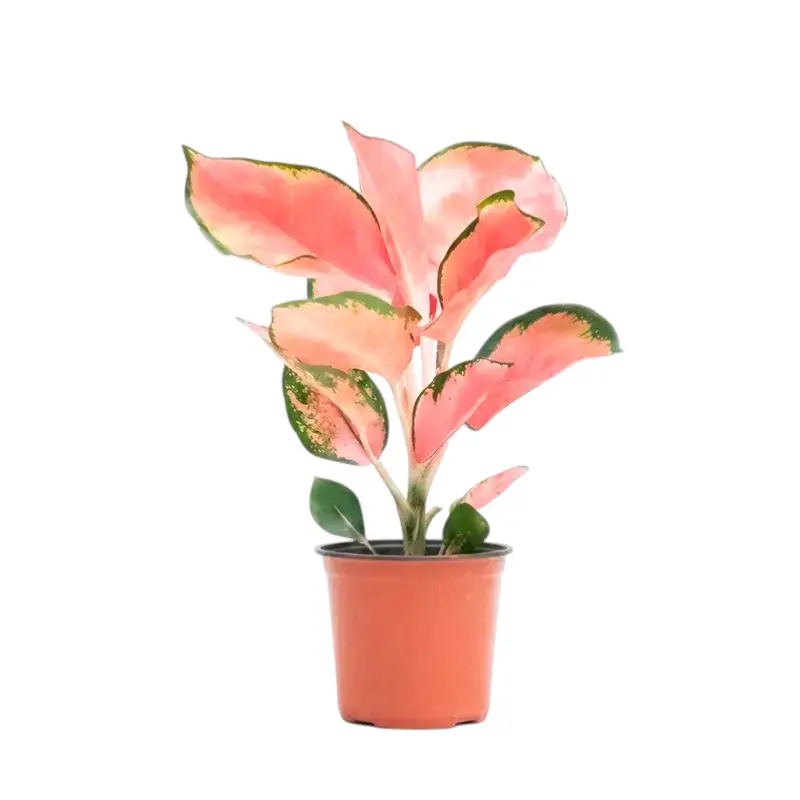 Aglaonema Pink Anyamanee розовые листья