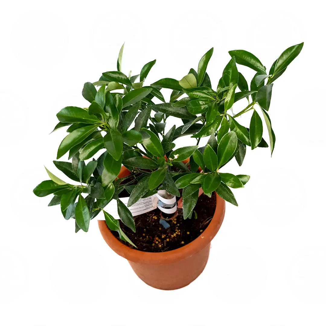 Кумкват японика Маруми / Kumquat Marumi — цитрусовое растение, детальное фото

